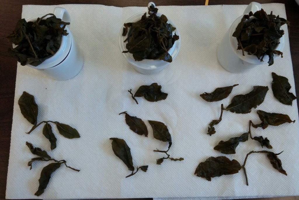 Jin Xuan Wulong Tea Comparison - Infused Leaves